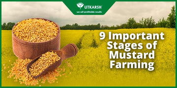9 Important Stages of Mustard Farming