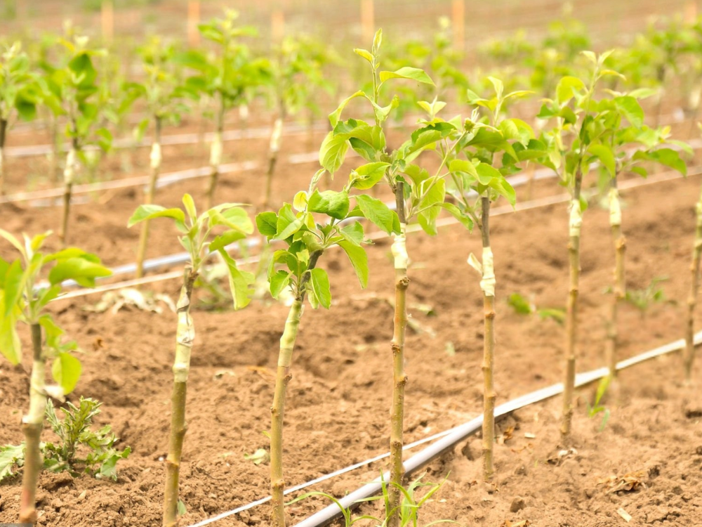 Utkarsh Young Fruit Trees Farming Schedule