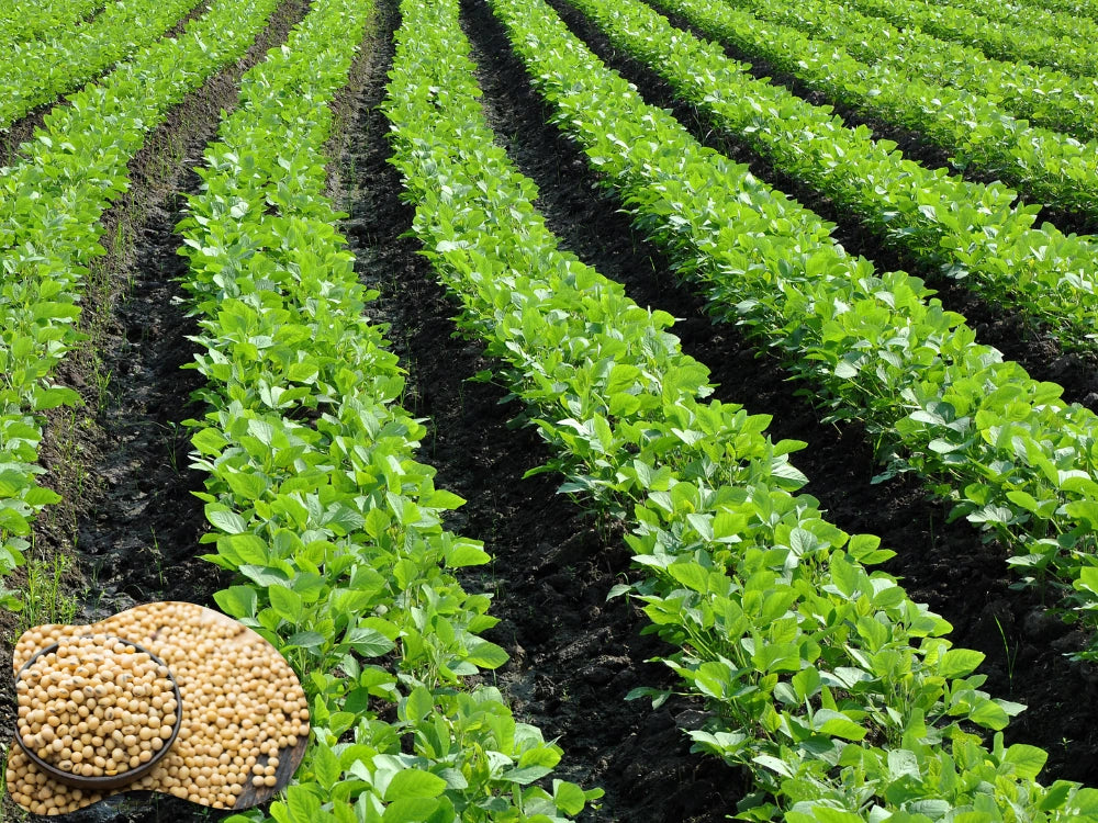 Utkarsh Soyabean Integrated Fertilizer Management