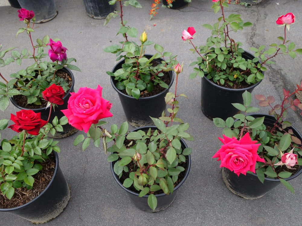 Utkarsh 12-inch Pot Rose Gardening Schedule