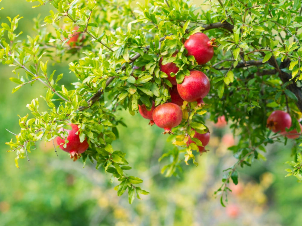 Utkarsh Pomegranate Farming Schedule for One Acre