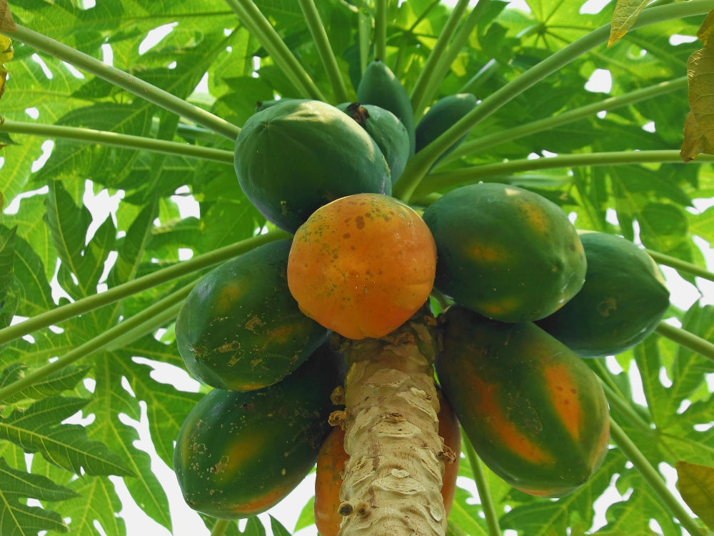 Utkarsh Papaya Integrated Fertilizer Management