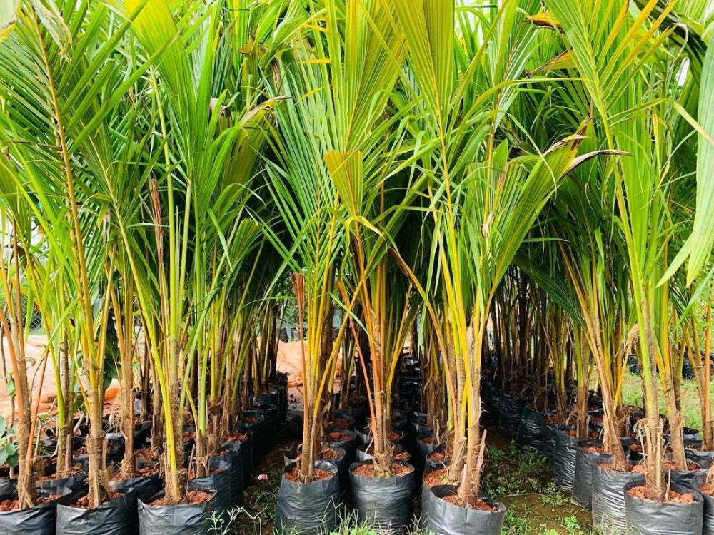 Utkarsh Young Palms (Coconut, Areca Nut, Oil Palm, Date Palm, Toddy Palm, Ornamental Palms) Farming Schedule
