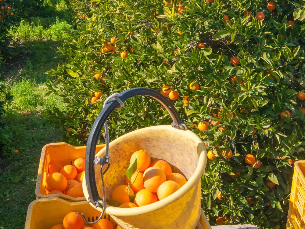 Utkarsh Citrus Family Farming Schedule