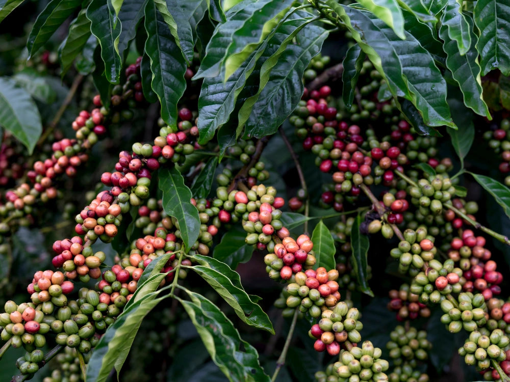 Utkarsh Coffee Farming Schedule