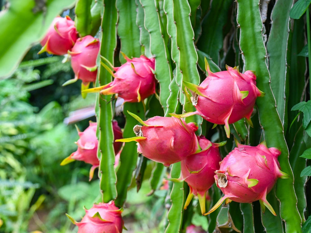 Utkarsh Dragon Fruit Farming Schedule