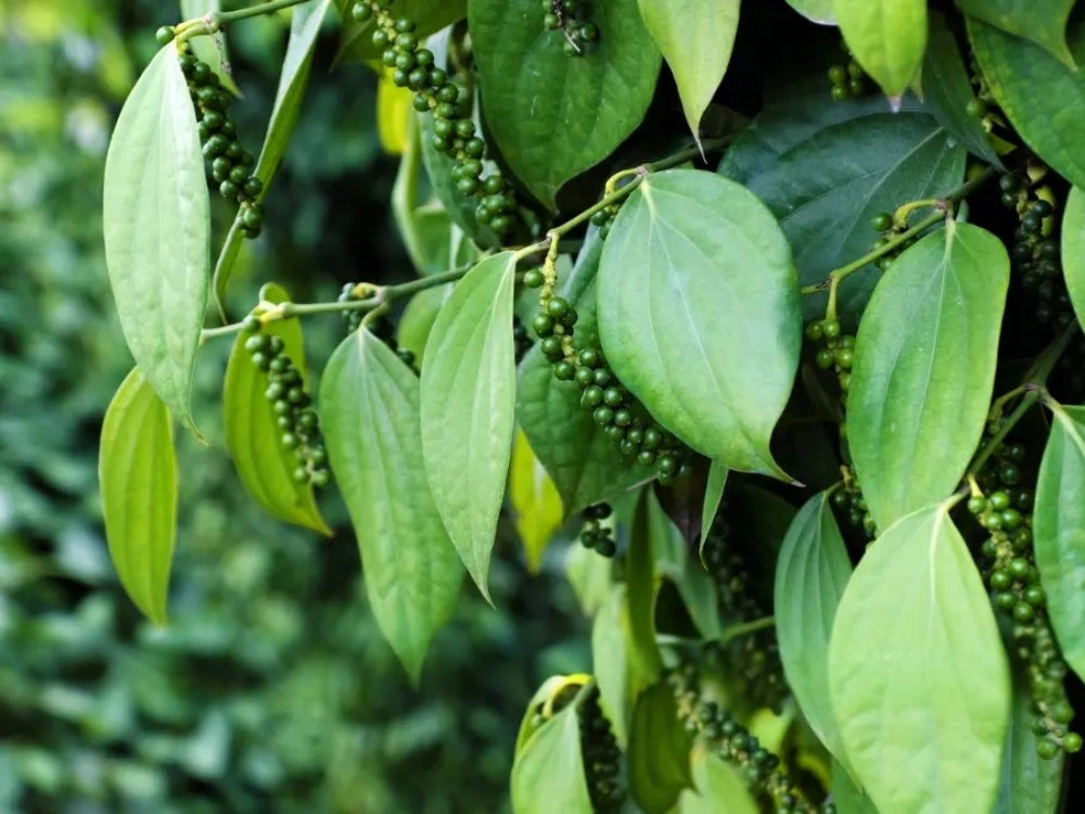Utkarsh Black Pepper Plantation Schedule
