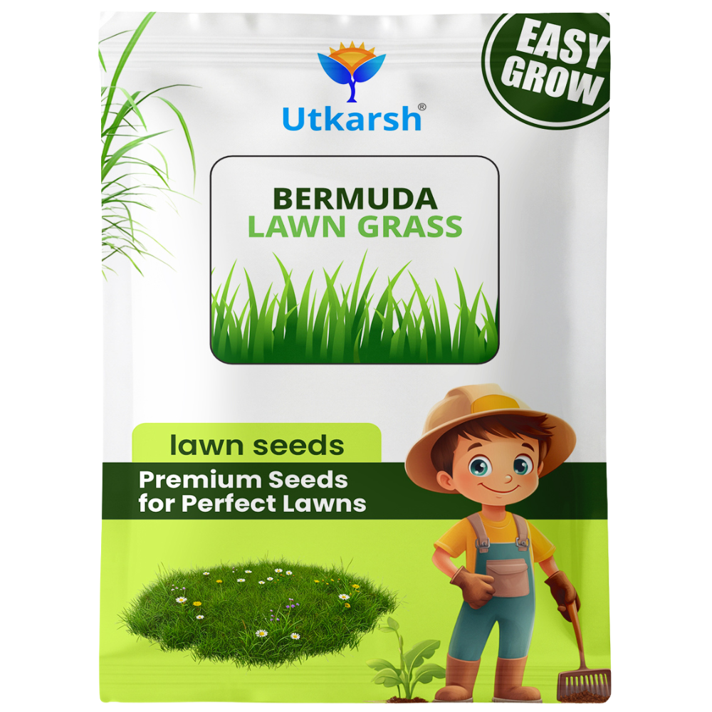 Utkarsh Hybrid Mexican Bermuda Lawn Grass Seeds - 50 gm | 96% Germination Rate | All-Season Carpet Grass for Dense, Lush Green Lawns | Low Maintenance for Home Gardens, Parks & Farming Use