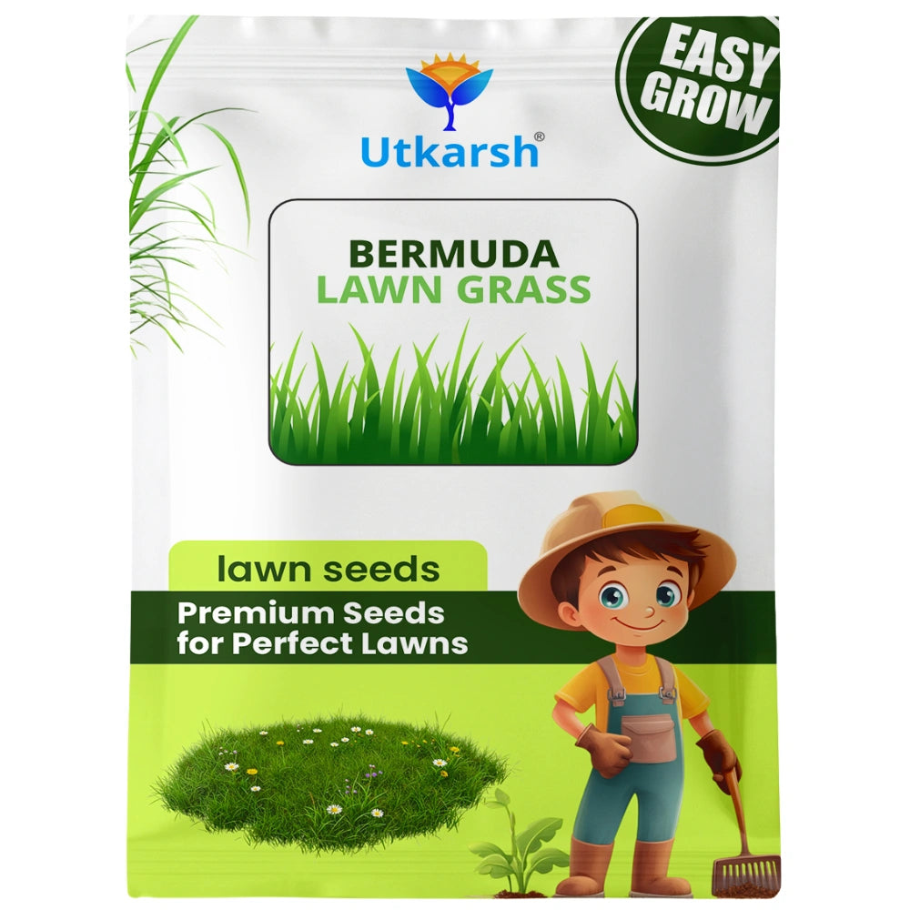 Hybrid Mexican Bermuda Lawn Grass Seeds - 50 gm | 96% Germination Rate | All-Season Carpet Grass for Dense, Lush Green Lawns | Low Maintenance for Home Gardens, Parks & Farming Use