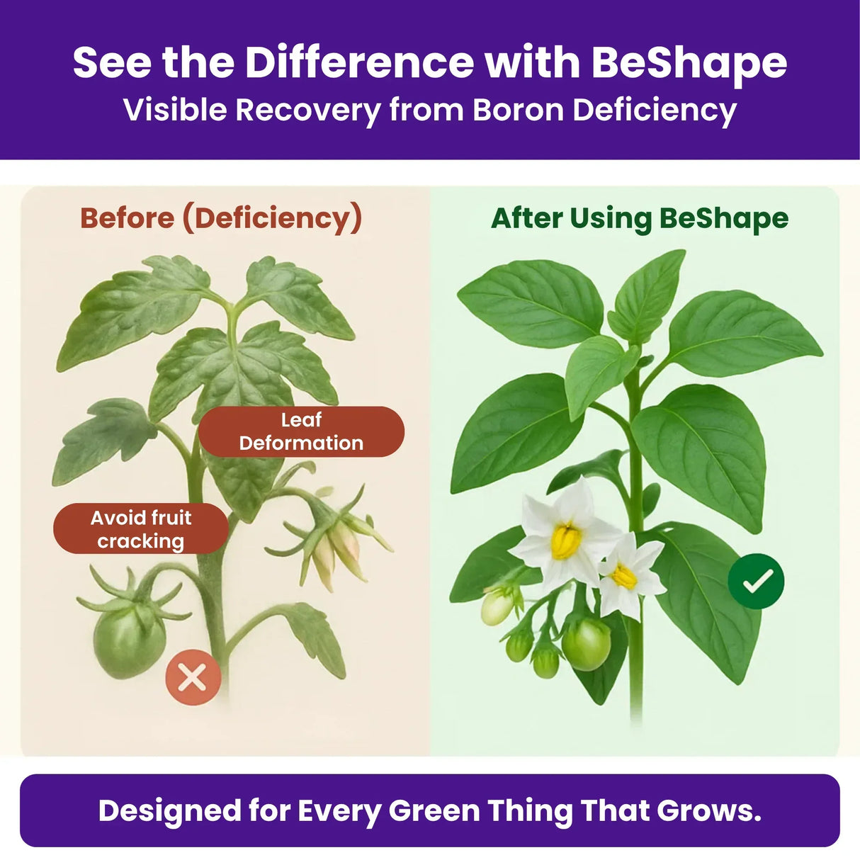 Disodium Octaborate Tetrahydrate - Boron 20%, 100% Water Soluble Foliar Spray EDTA Chelated Fertilizers for Plants, Reduces Fruit Cracking | BeShape - Utkarsh Agrochem Pvt ltd.
