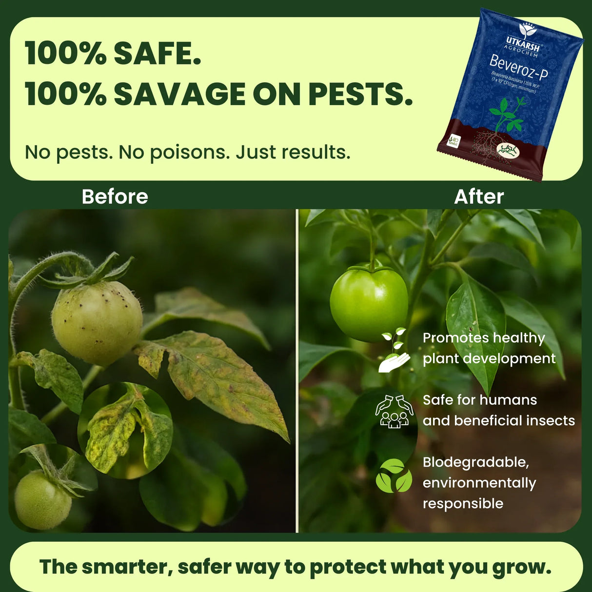 Beauveria Bassiana 1.15% W.P. 1 x 10^8 CFU/gm min. Bio Insecticides for Plants, Crops and Home Gardening - Beveroz-P - Utkarsh Agrochem Pvt ltd.