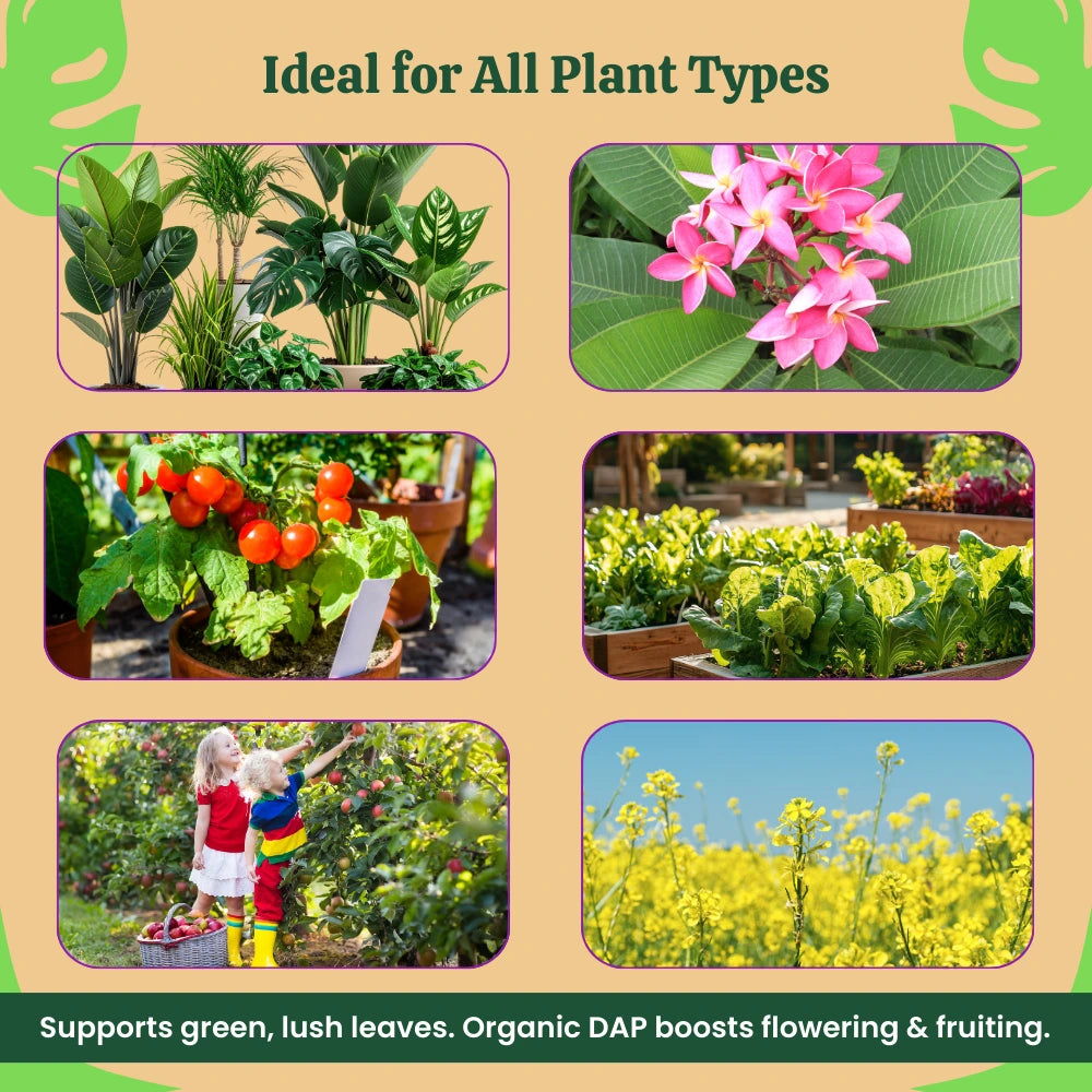 Organic DAP Fertilizer for Plants, Home & Garden - 100% Water Soluble Granules, Bio DAP Fertilizers & Manure for Plants Growth | Improves Flowering, Fruiting & Vegetables