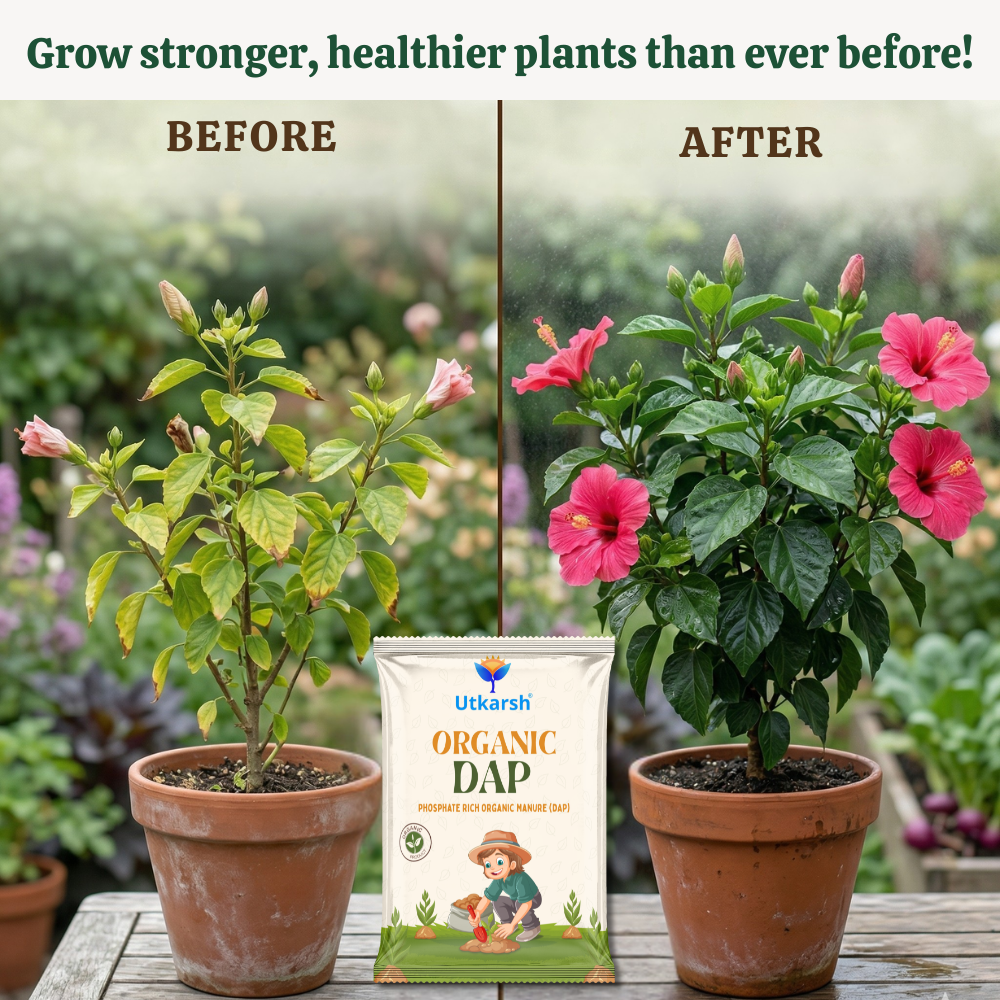 Organic DAP Fertilizer for Plants, Home & Garden - 100% Water Soluble Granules, Bio DAP Fertilizers & Manure for Plants Growth | Improves Flowering, Fruiting & Vegetables