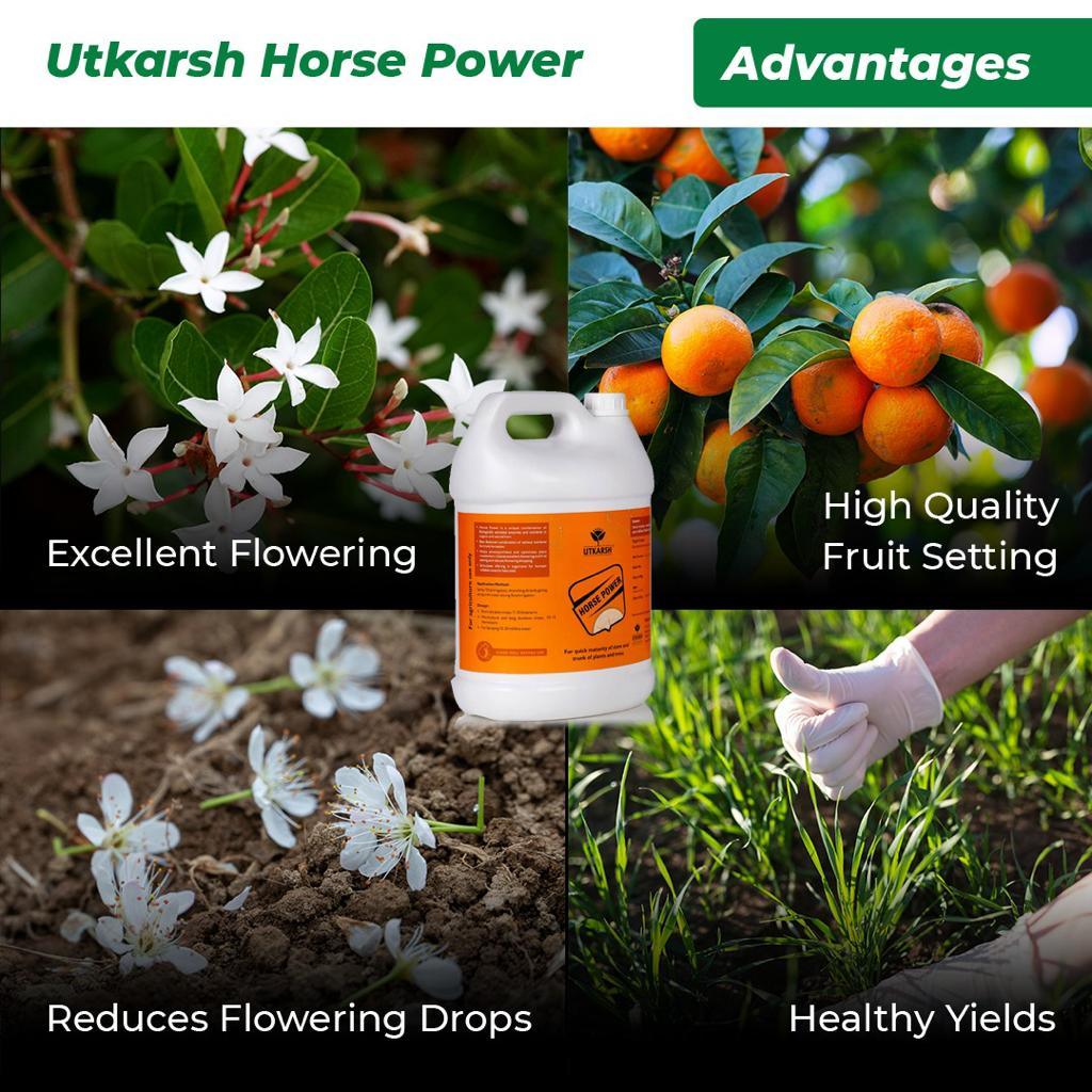 Horse Power - Ammonium Polyphosphate Fertilizer for Plants NPK 10 34 00 For Quick Maturity of Stem & Trunk of Plants & Trees, Enhances Nutrient Uptake, Flowering, Crop Yield & Quality - Utkarsh Agrochem Pvt ltd.