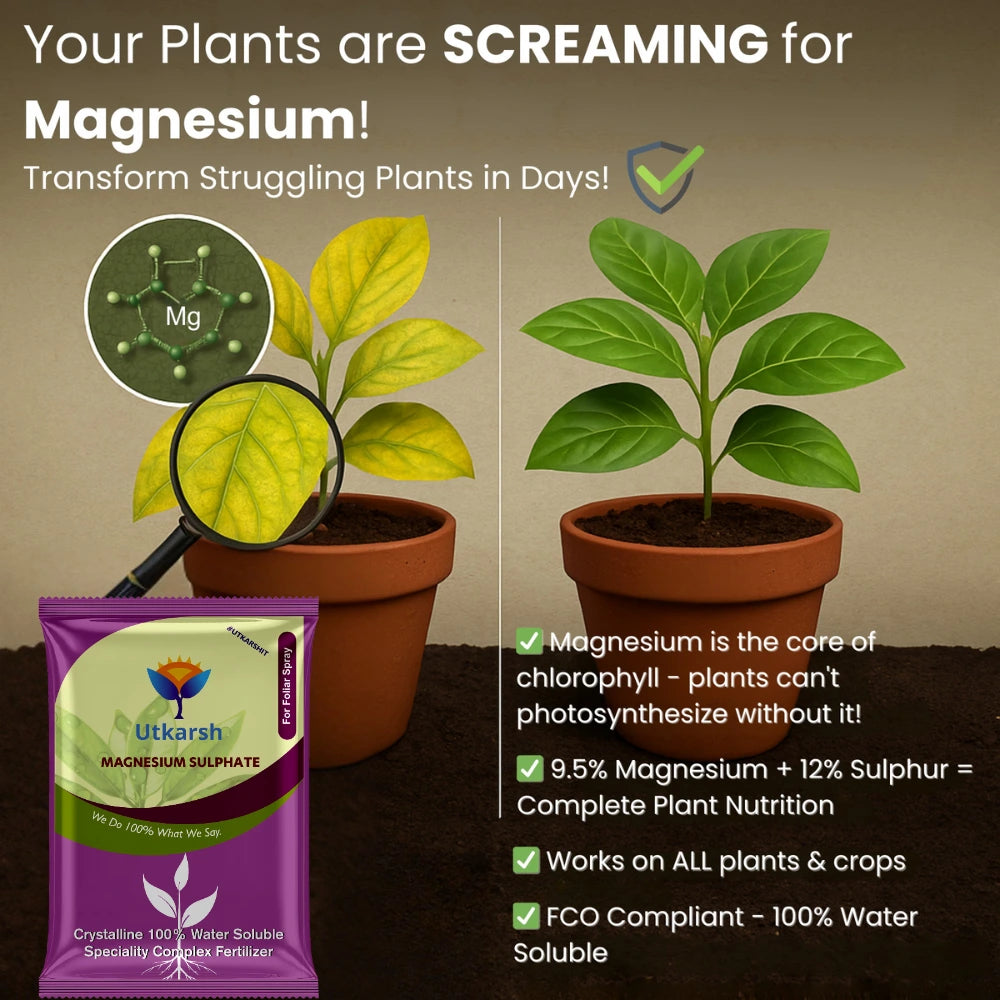 Epsom Salt - Magnesium Sulphate for Plants Growth and Home Garden | 100% Water Soluble Fertilizer | Enhances Photosynthesis & Nutrient Uptake