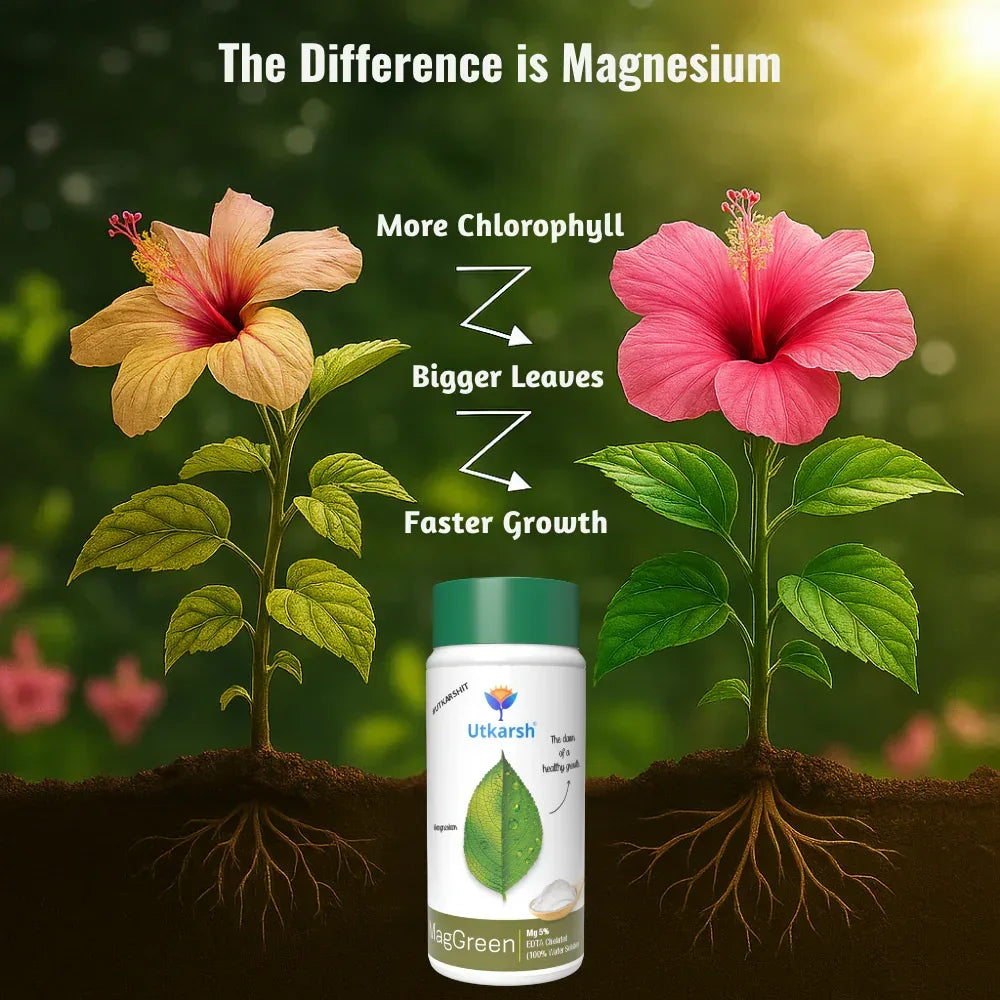 Magnesium - 5% EDTA Chelated Micronutrient, 100% Water Soluble Fertilizers for Plants, Growth Booster for Healthy Green Plants, Crops, Home Garden | MagGreen - Utkarsh Agrochem Pvt ltd.