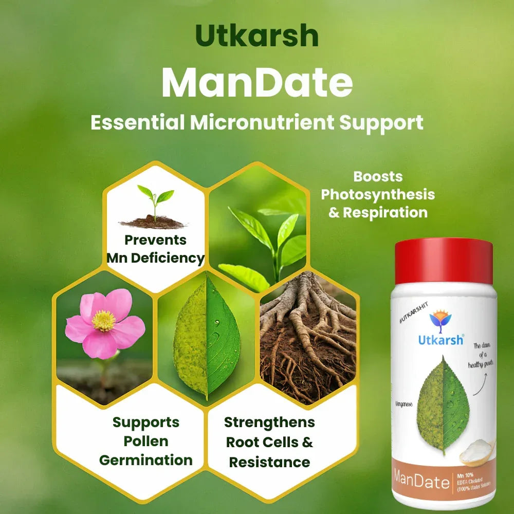 Manganese - 10% EDTA Chelated Micronutrient, 100% Water Soluble Fertilizers for Plants, Resistance to Root Pathogens, Enhances & Boosts Plant Growth | ManDate - Utkarsh Agrochem Pvt ltd.