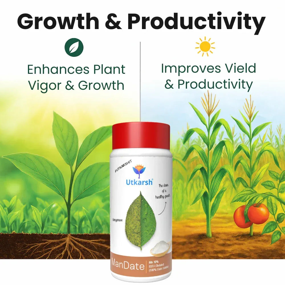Manganese - 10% EDTA Chelated Micronutrient, 100% Water Soluble Fertilizers for Plants, Resistance to Root Pathogens, Enhances & Boosts Plant Growth | ManDate - Utkarsh Agrochem Pvt ltd.