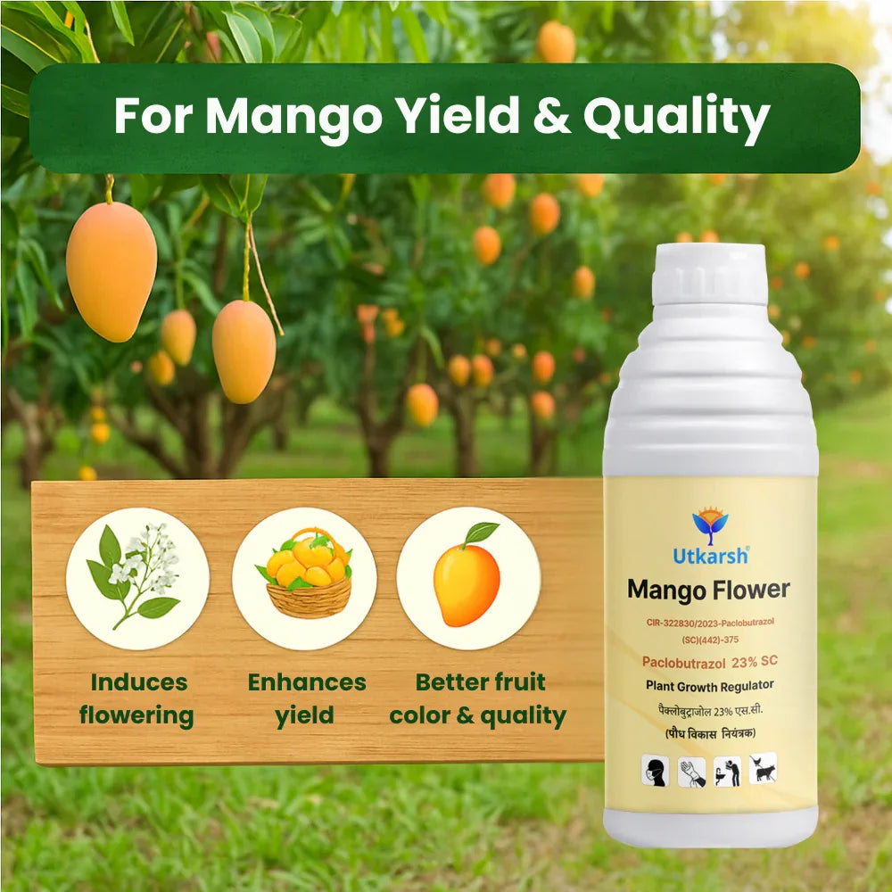 Mango Flower (Paclobutrazol 23% SC) | Plant Growth Regulator - Utkarsh Agrochem Pvt ltd.