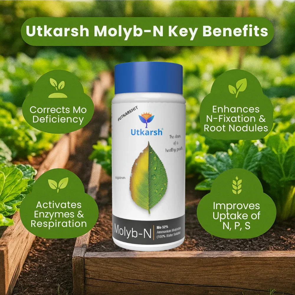Ammonium Molybdate - Mo 52% Micronutrient, 100% Water Soluble Fertilizers for Plants Growth, Essential for Nitrogen Fixation, Corrects Molybdenum Deficiency | Molyb-N - Utkarsh Agrochem Pvt ltd.