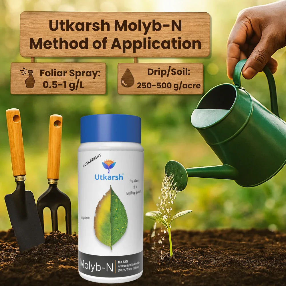 Ammonium Molybdate - Mo 52% Micronutrient, 100% Water Soluble Fertilizers for Plants Growth, Essential for Nitrogen Fixation, Corrects Molybdenum Deficiency | Molyb-N - Utkarsh Agrochem Pvt ltd.