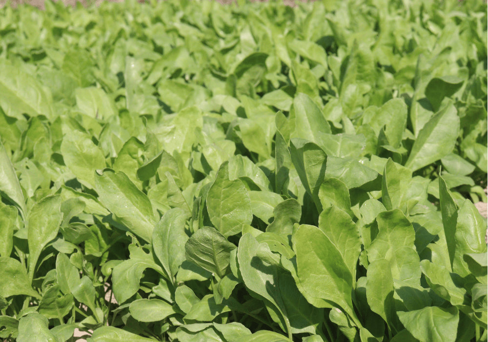 Spinach - Palak Farming Schedule Utkarsh