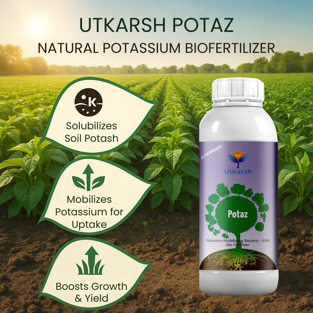 Potassium Solubilizing Bacteria - KSB, Liquid Bio Fertilizer for Plants Growth, Enhances Water Retention and Size, Colour, Quality & Yield of Fruits, Crops | Potaz - 20 Litre - Utkarsh Agrochem Pvt ltd.