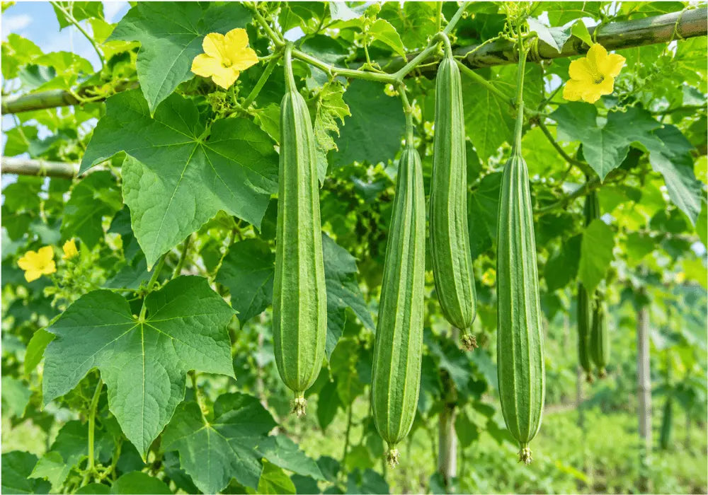 Ridge Gourd - Turai Farming Schedule Utkarsh