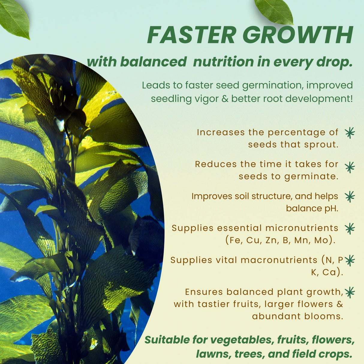 Liquid Seaweed Extract | Organic Plant Growth Promoter for Healthy Plants | Enhances Flowering & Improves Fruit Set | Biostimulant For Home Garden - Zymoz