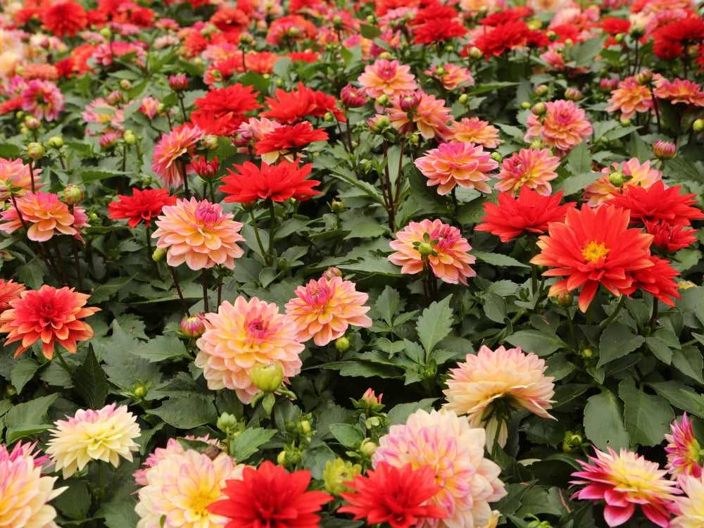 Utkarsh Chrysanthemum and Dahlia Gardening Schedule