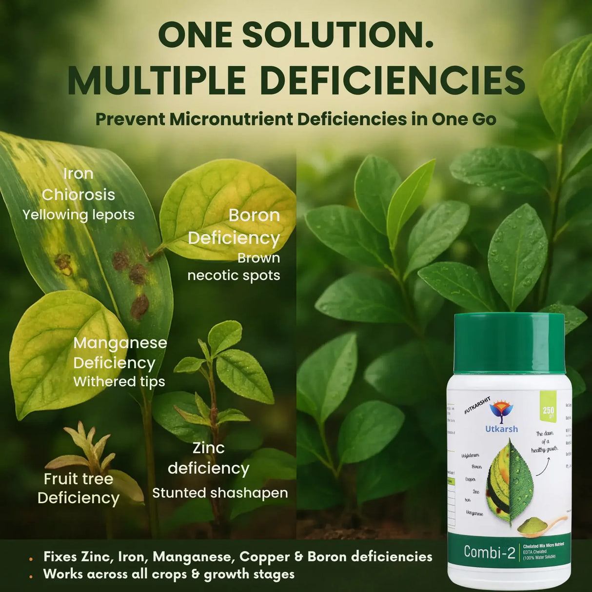 Combi 2 micronutrient fertilizer solving crop nutrient deficiency infographic