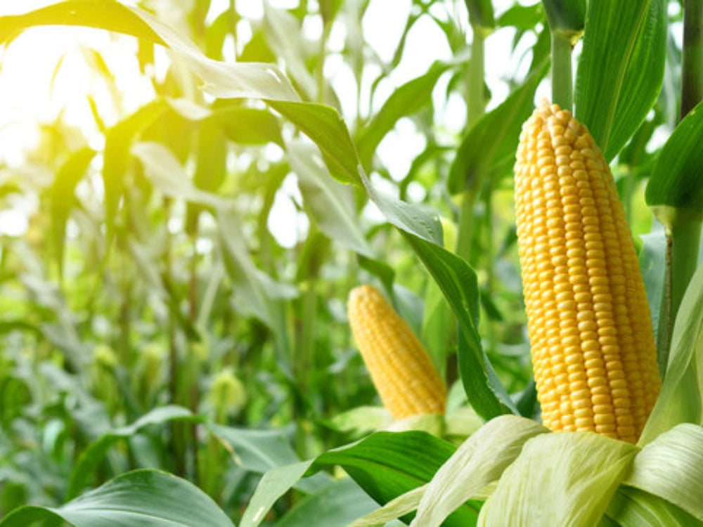 Utkarsh Maize Farming Schedule