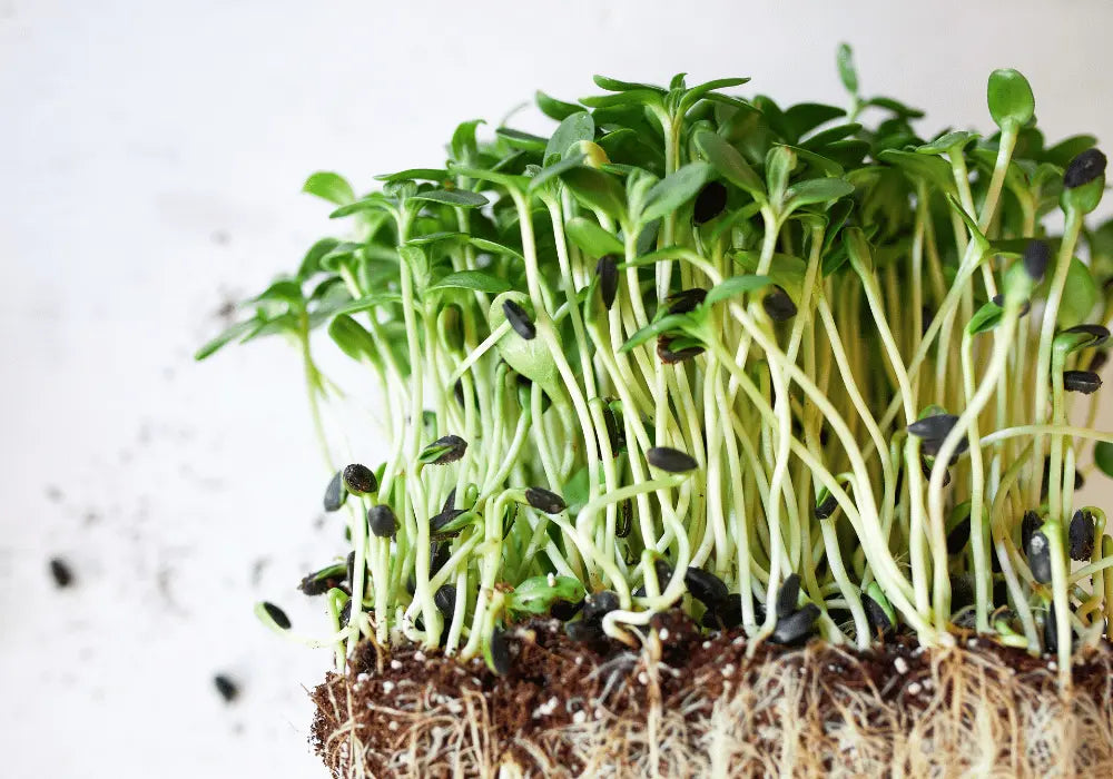 Microgreens Starter Farming Guide Utkarsh