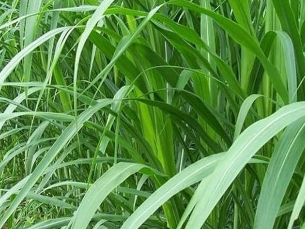 Utkarsh Napier (Elephant Grass) Fodder Farming Schedule