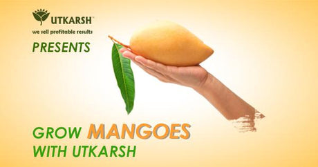 5 Golden tips for the ultimate Mango Cultivation in India - Utkarsh Agrochem Pvt ltd. 