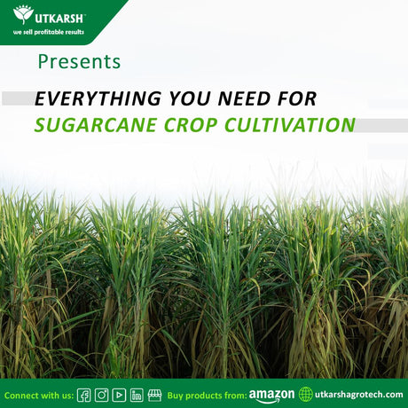 5 Modern Methods Of Successful Sugarcane Cultivation - Utkarsh Agrochem Pvt ltd. 