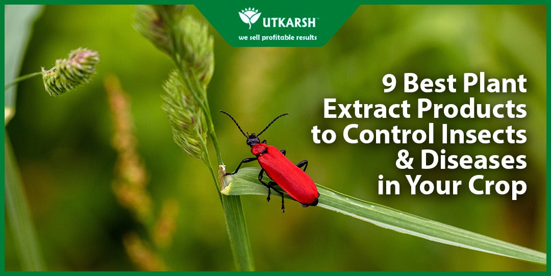 9 Best Plant Extract Products to Control Insects & Diseases in Your Crop - Utkarsh Agrochem Pvt ltd. 
