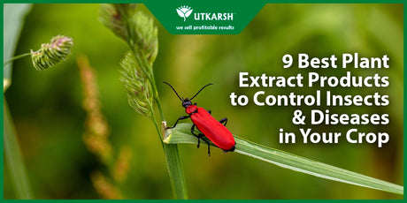 9 Best Plant Extract Products to Control Insects & Diseases in Your Crop - Utkarsh Agrochem Pvt ltd. 