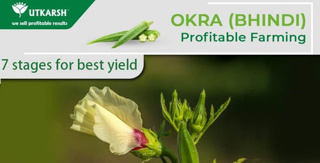 Okra Farming: Did you know these 7 stages for the best yield? - Utkarsh Agrochem Pvt ltd. 
