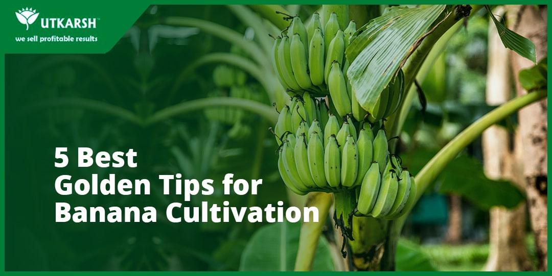 5 Best Golden Tips for Banana Cultivation - Utkarsh Agrochem Pvt ltd. 