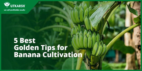 5 Best Golden Tips for Banana Cultivation - Utkarsh Agrochem Pvt ltd. 