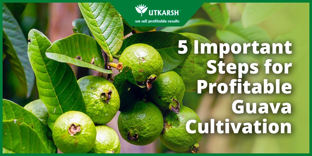 5 Important Steps for Profitable Guava Cultivation