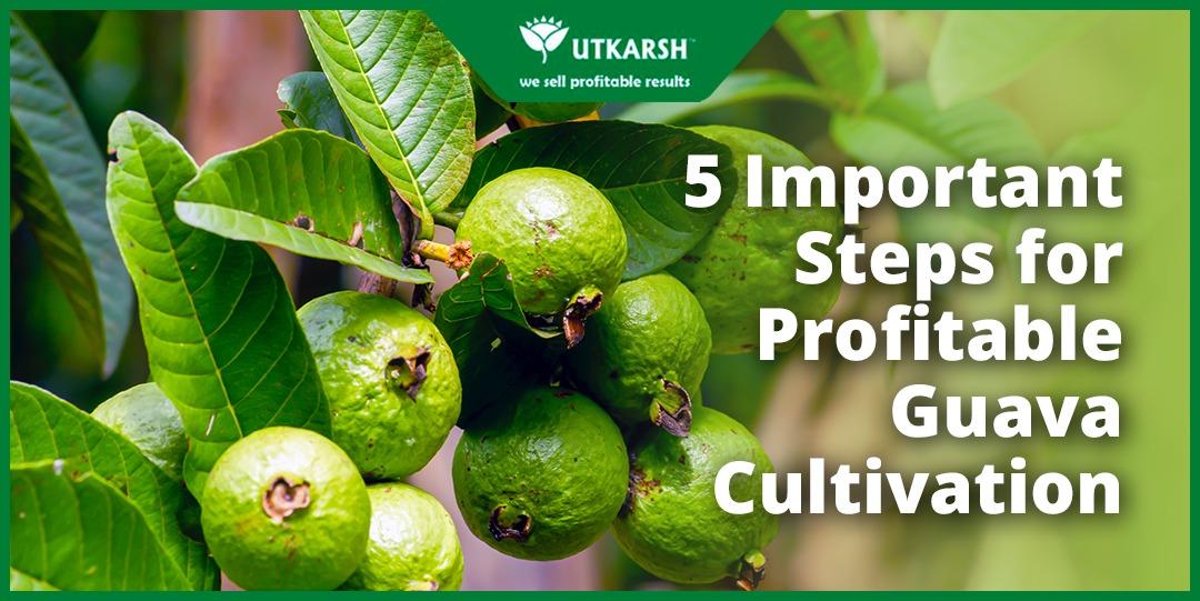 5 Important Steps for Profitable Guava Cultivation - Utkarsh Agrochem Pvt ltd. 