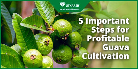 5 Important Steps for Profitable Guava Cultivation - Utkarsh Agrochem Pvt ltd. 