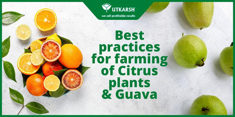 Best practices for farming of Citrus plants & Guava - Utkarsh Agrochem Pvt ltd. 
