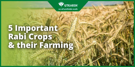 5 Important Rabi Crops & their Farming - Utkarsh Agrochem Pvt ltd. 