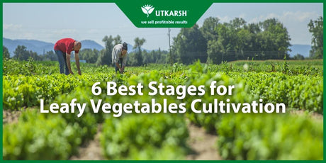 6 Best Stages for Leafy Vegetables Cultivation - Utkarsh Agrochem Pvt ltd. 