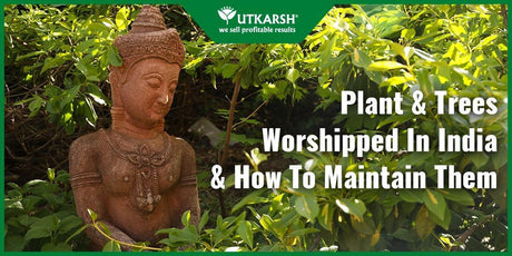 5 Best Plants And Tress Worshipped In India And How To Maintain Them - Utkarsh Agrochem Pvt ltd. 