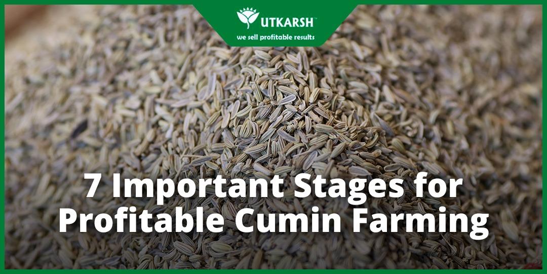 7 Important Stages for Profitable Cumin Farming - Utkarsh Agrochem Pvt ltd. 
