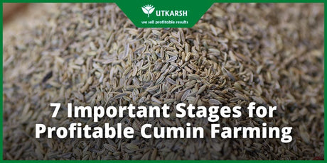 7 Important Stages for Profitable Cumin Farming - Utkarsh Agrochem Pvt ltd. 